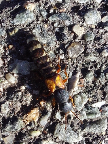 Platydracus stercorarius