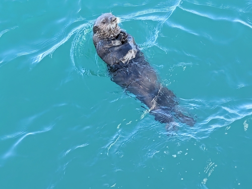 Northern Sea Otter