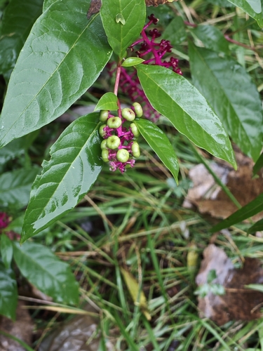 American pokeweed