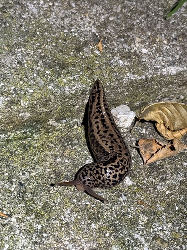Leopard Slug
