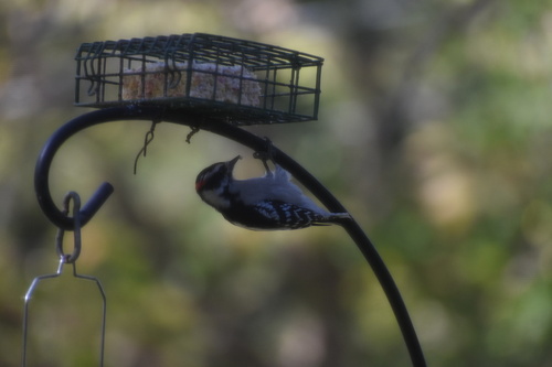 Downy Woodpecker