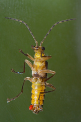 Paramaronius serranus