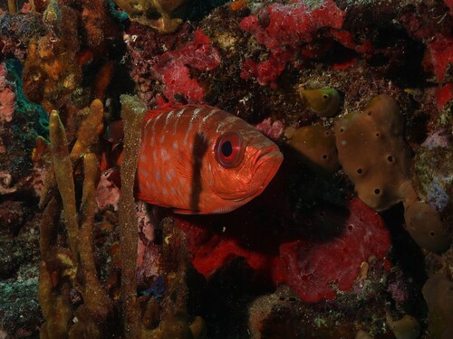 Heteropriacanthus cruentatus observed 2026-10-04