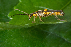 Paramaronius serranus