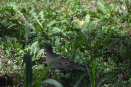 Mourning Dove