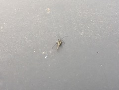 Aphididae