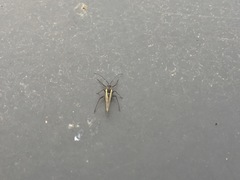 Aphididae