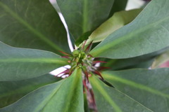 Euphorbia milii