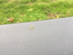 Philodromus rufus
