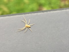 Philodromus rufus
