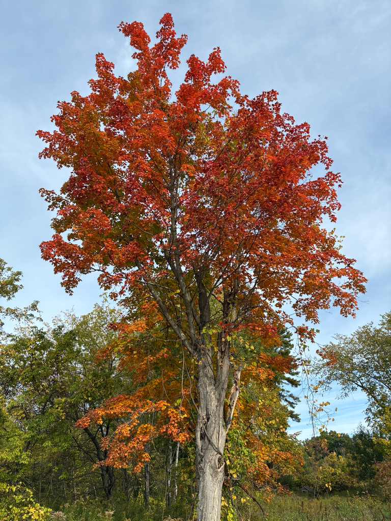 A whole sugar maple turned red and orange from top to bottom, standing among trees still green.