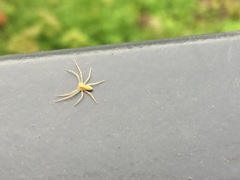 Philodromus rufus