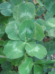 Trifolium pratense