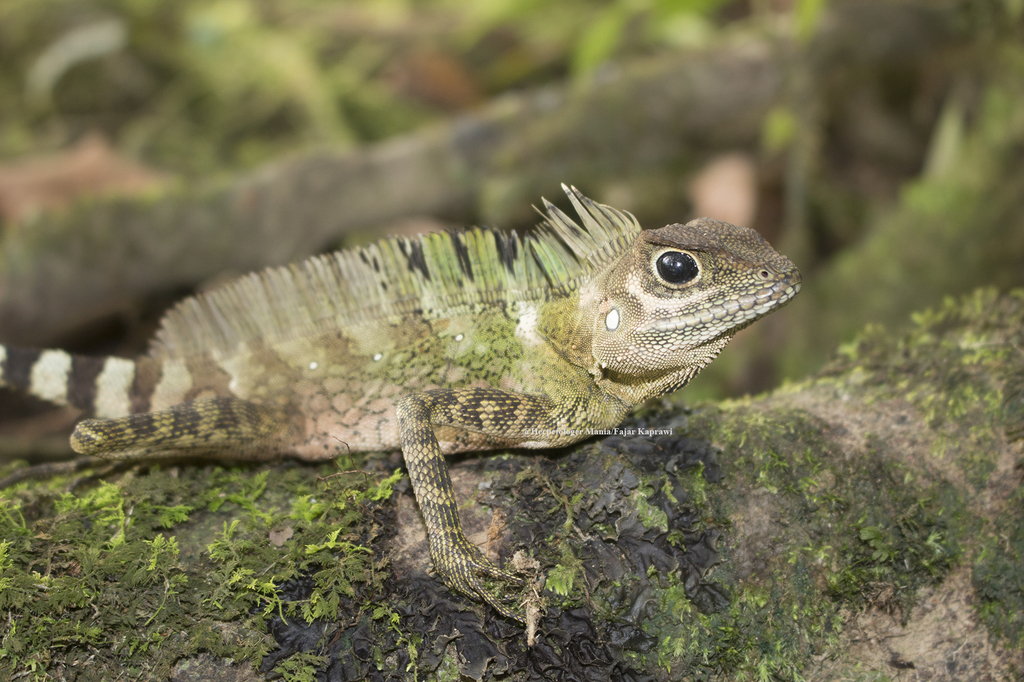 Sumatra Forest Dragon