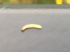 Pterygota