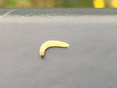 Pterygota