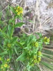 Barbarea vulgaris