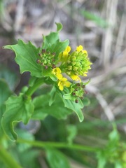 Barbarea vulgaris