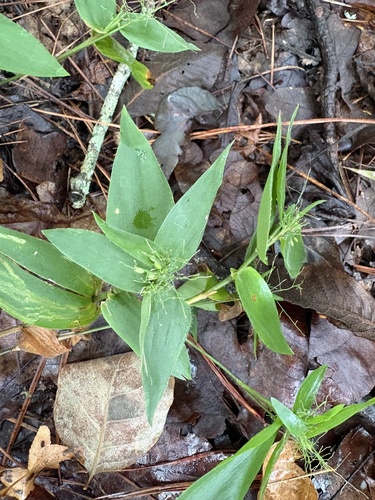 variable witchgrass