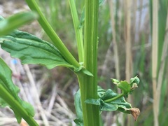 Barbarea vulgaris