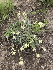 Oxytropis campestris