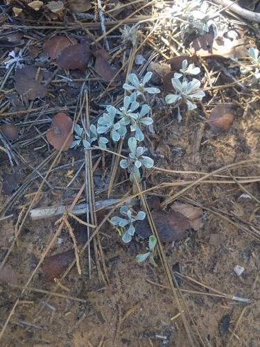 Antennaria parvifolia observed 2026-10-04
