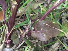 Barbarea vulgaris