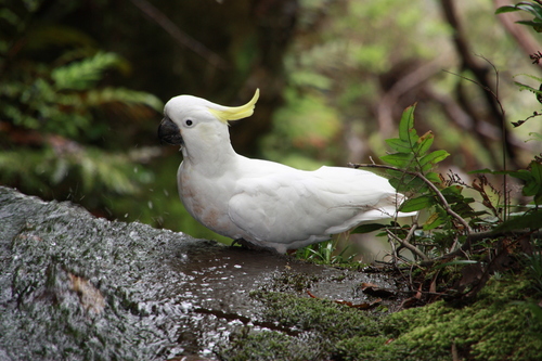 Sulphur-crested Cockatoo, photo 2 of 9