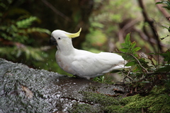 Sulphur-Crested Cockatoo photo 4