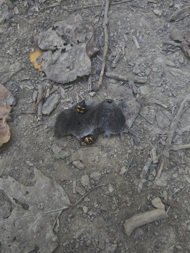 Tomentose Burying Beetle