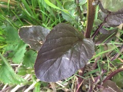 Barbarea vulgaris