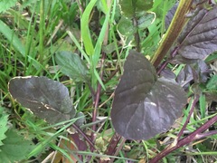 Barbarea vulgaris