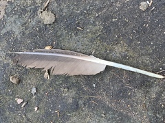 Branta canadensis