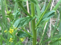 Barbarea vulgaris