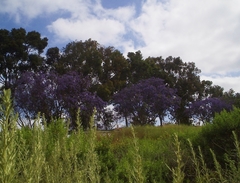 Jacaranda mimosifolia