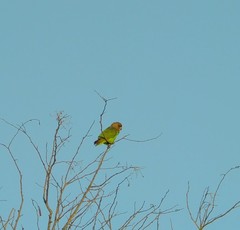 Poicephalus cryptoxanthus