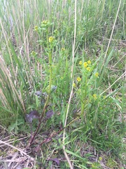 Barbarea vulgaris