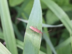 Stenodema