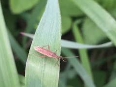 Stenodema