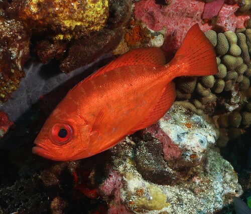 Heteropriacanthus cruentatus observed 2026-10-04