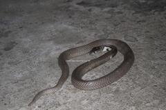 Naja sumatrana