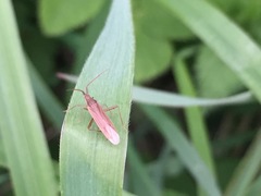 Stenodema