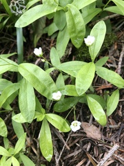 Moehringia
