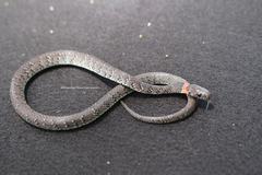 Pareas margaritophorus