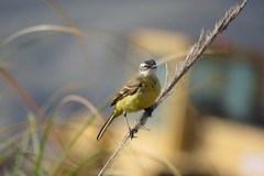 Motacilla flava iberiae