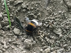 Bombus