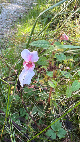 Himalayan balsam