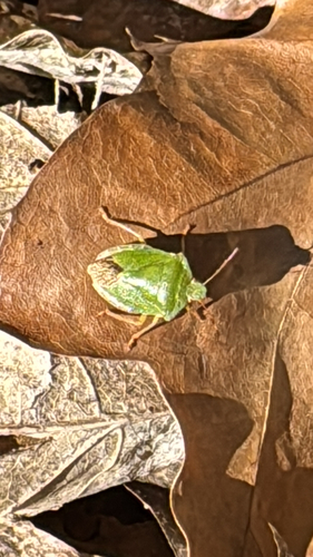 Green Shield Bug