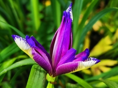 Iris graminea