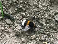Bombus
